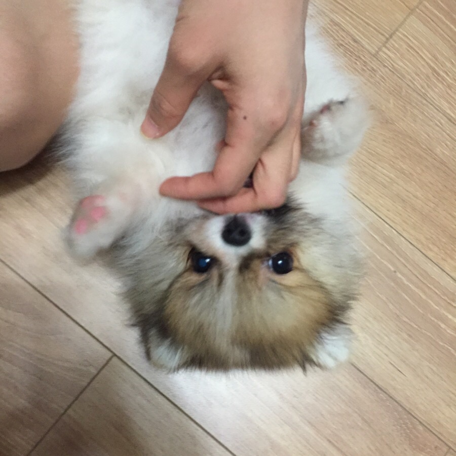 호두마루 이미지