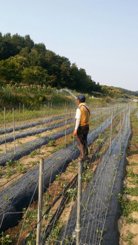 칠갑산둥근마 이미지