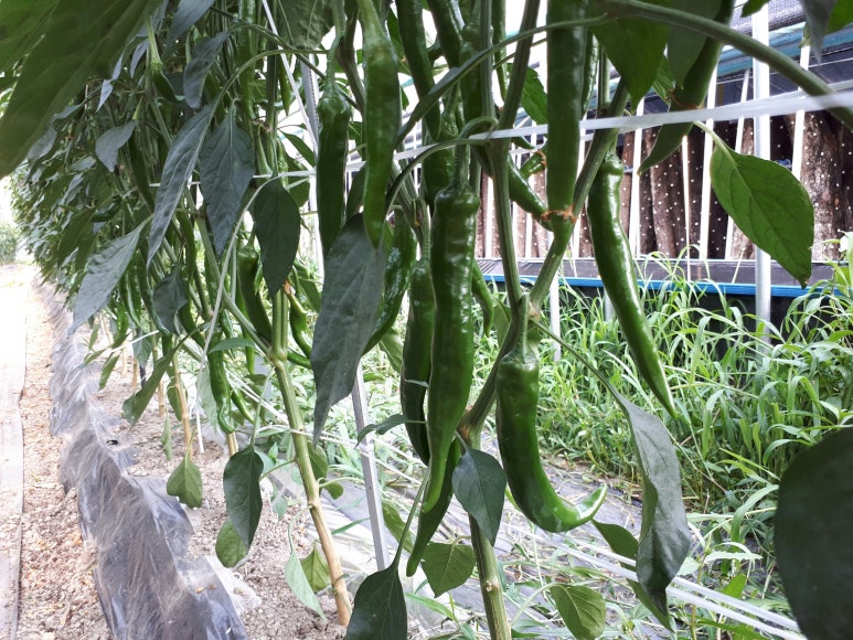 지리산천령표고농원 이미지