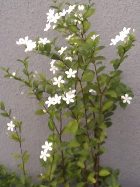 산목 이미지