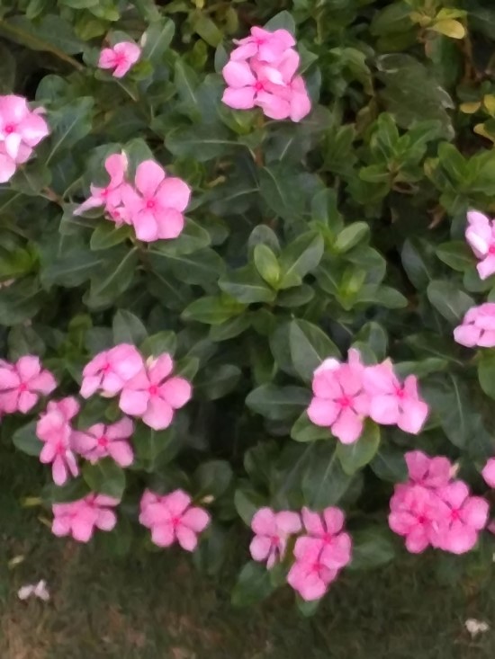 산목 이미지
