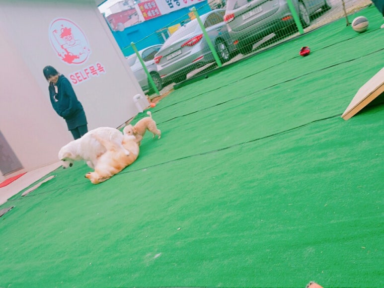 도그라운드 이미지