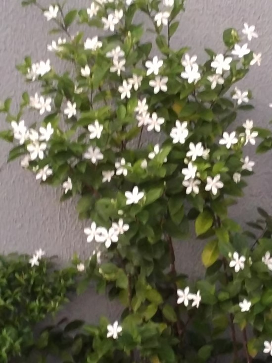 산목 이미지