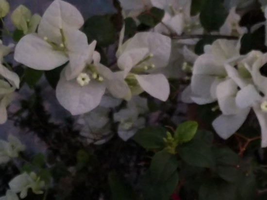 산목 이미지