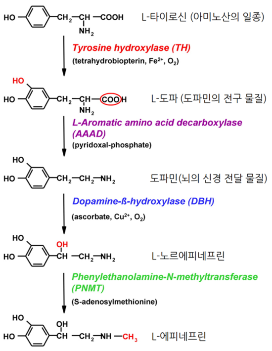 도파민(Dopamine)과 조현병, 위장운동, 파킨슨 : 네이버 블로그