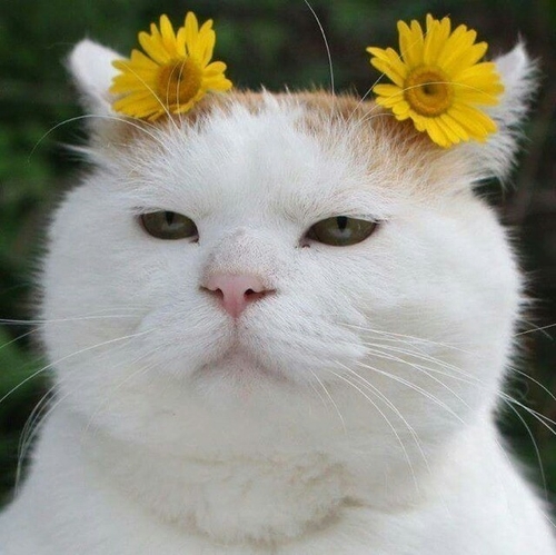 안주킹 이미지