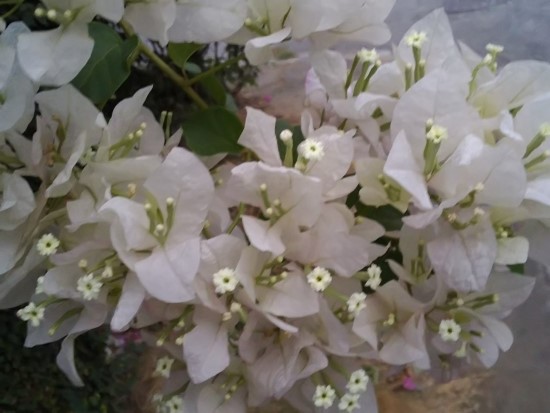 산목 이미지