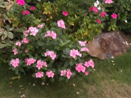 산목 이미지