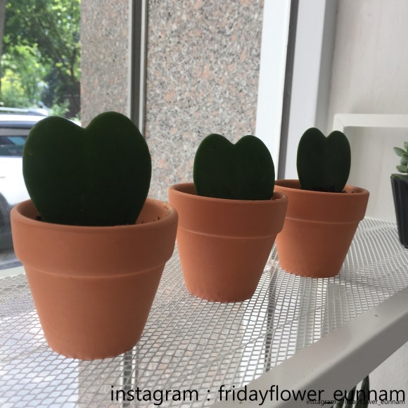 수요일꽃집 이미지