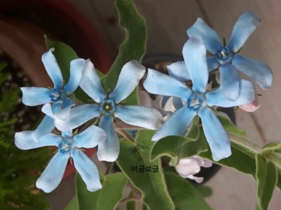 블루스타 이미지