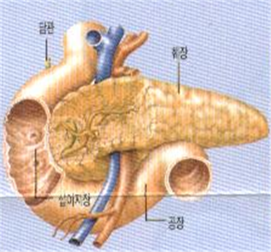 췌장(Pancreas)의 구조와 기능,호르몬의 역할 - 인슐린,글루카곤, 소화효소 등 : 네이버 블로그