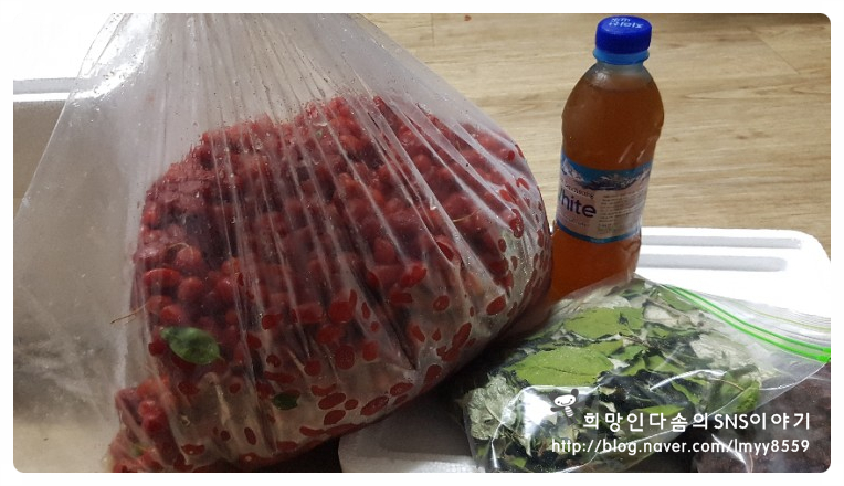 공룡나라 친환경 보리수농장 이미지
