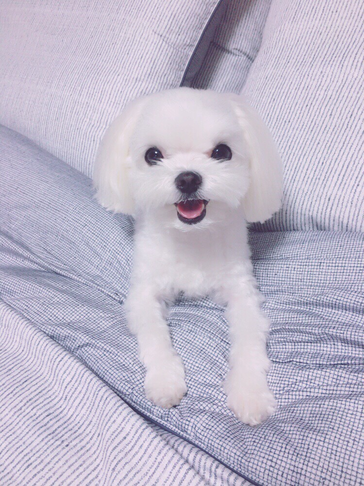 해피독반려견방문교육 이미지