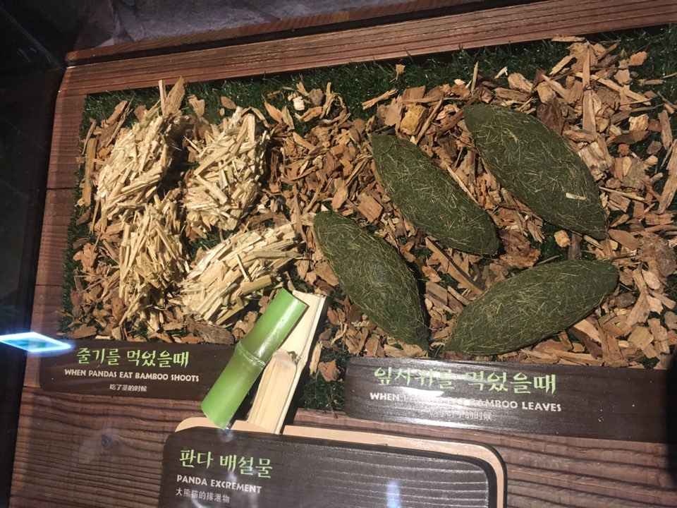라이언의보물섬 이미지