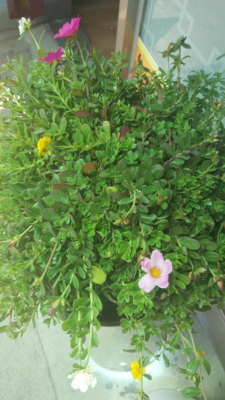 금잔디화원 이미지