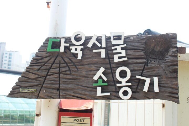 다육식물손옹기 이미지