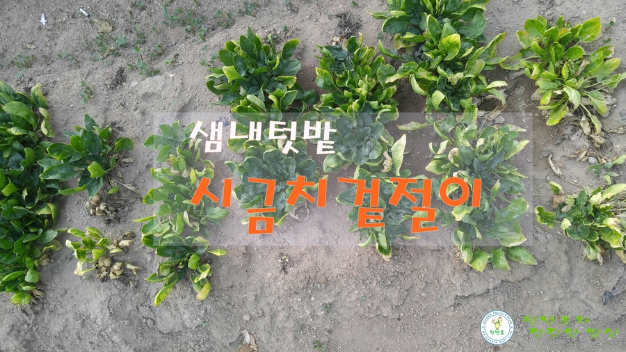 엄니손맛 이미지
