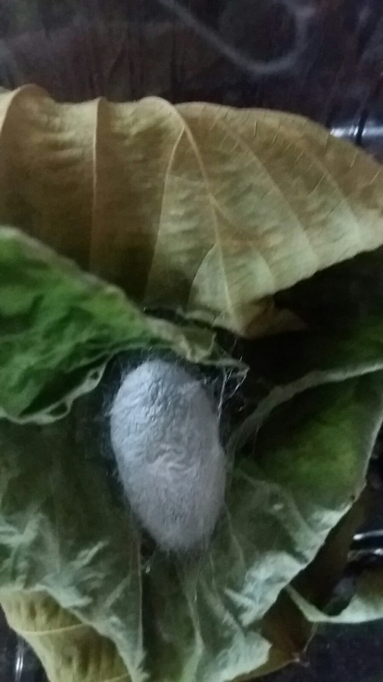 누애고치 이미지