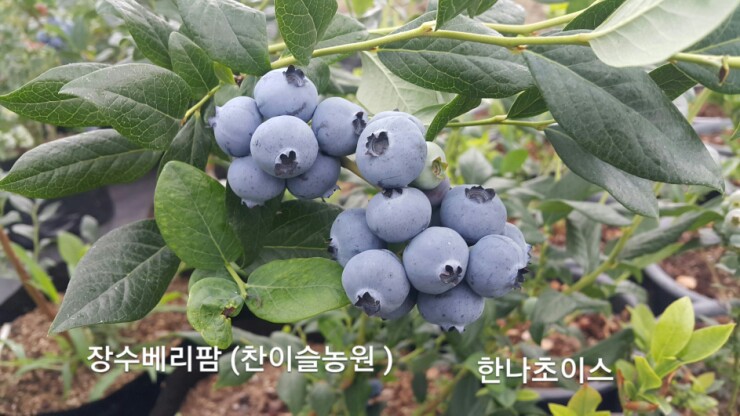 (주)초이스팜 이미지