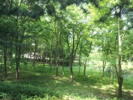 숲속 이미지
