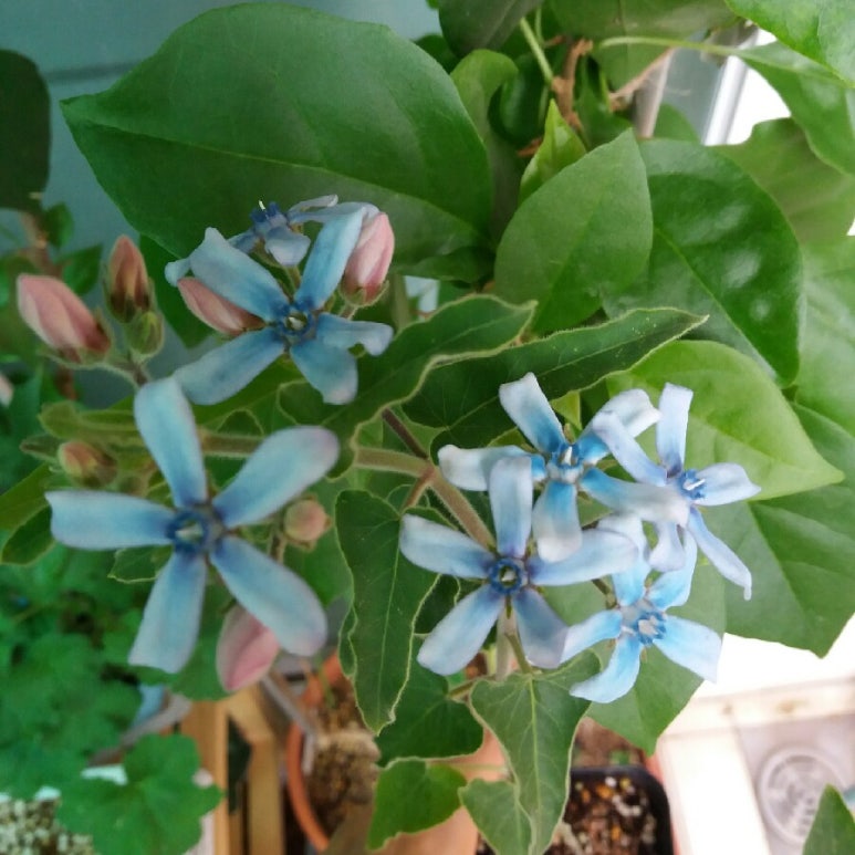 블루스타 이미지