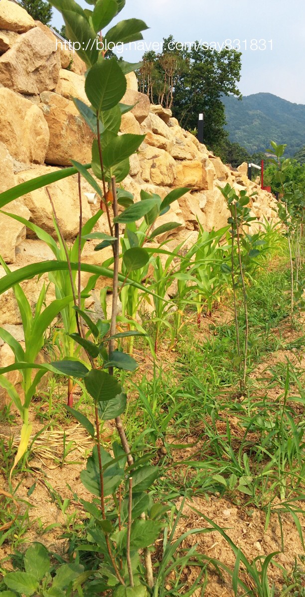 신세계농원 이미지