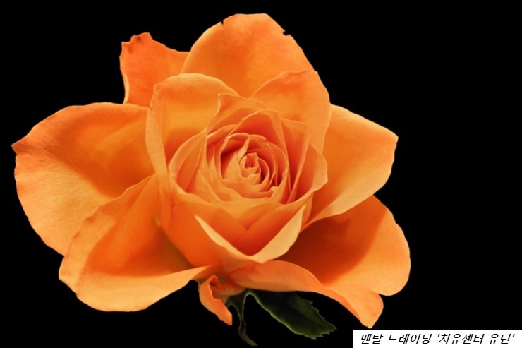 장미로또 이미지