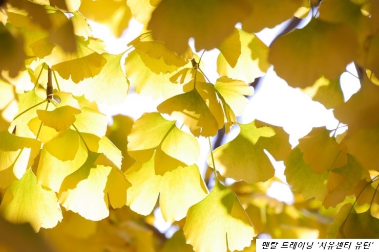 장미로또 이미지