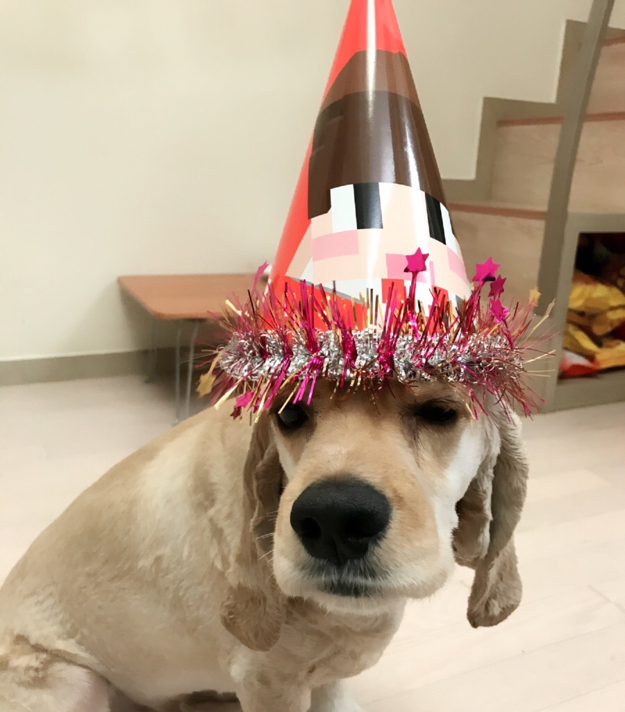 샵춘자 이미지