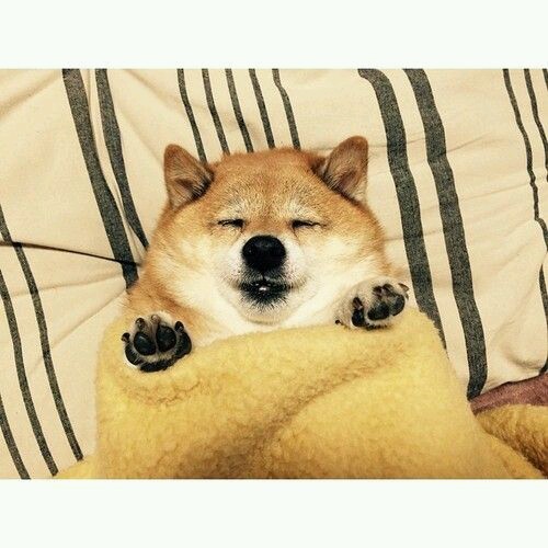 꿀잠 이미지