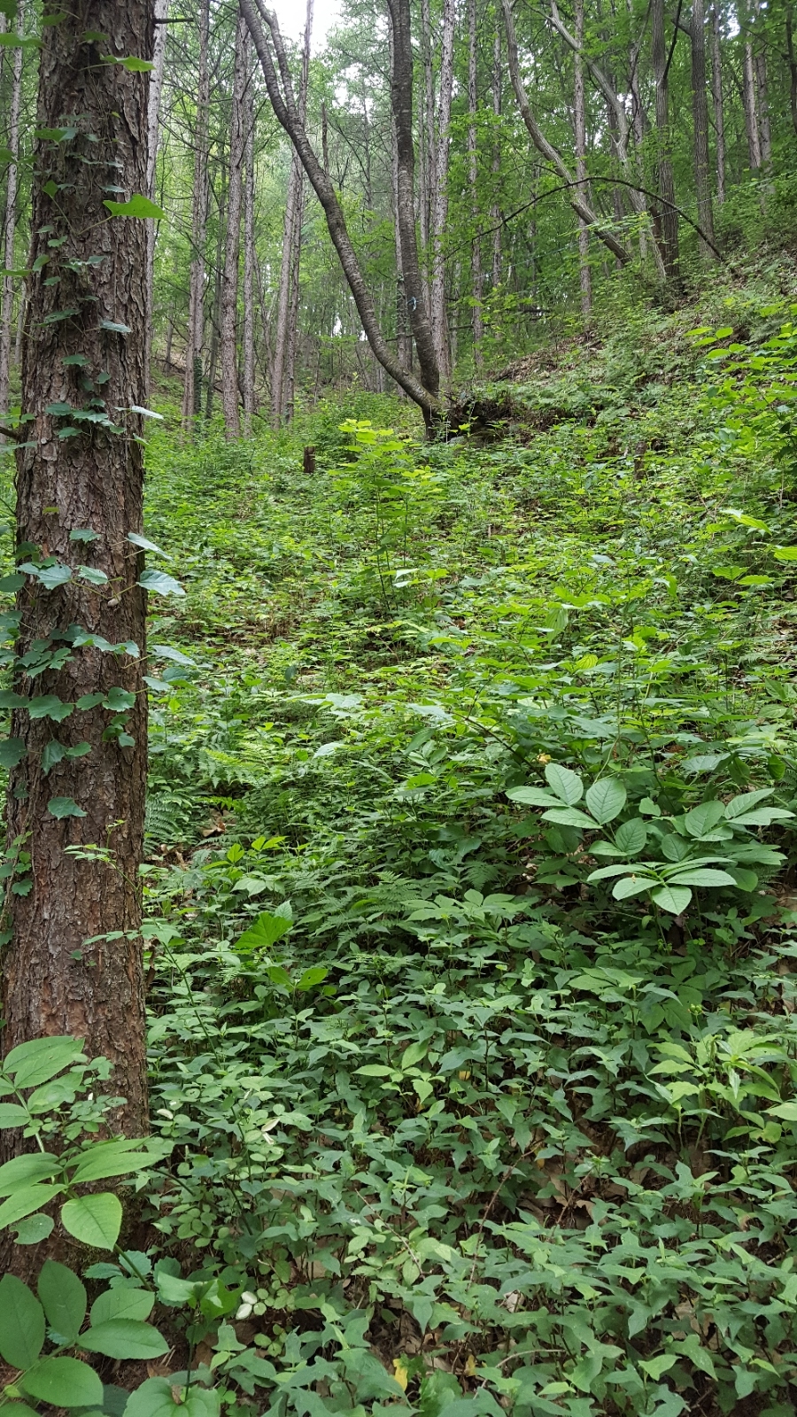 산양농장 이미지