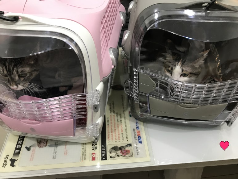 레오나오 이미지