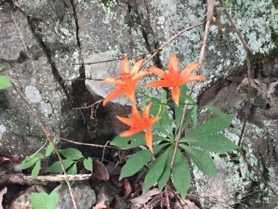 자연 in 이미지