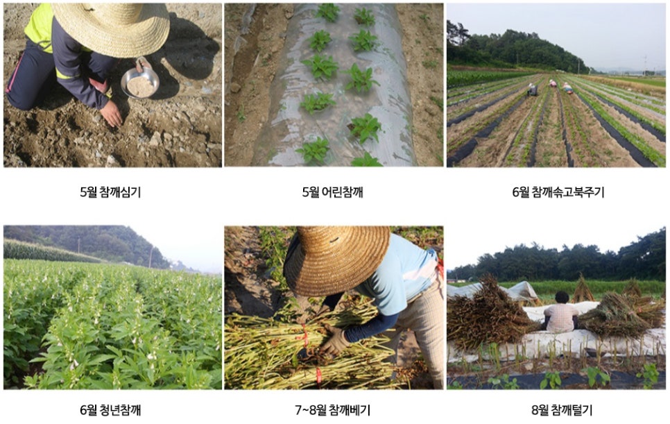 깨가쏟아지는마을 이미지