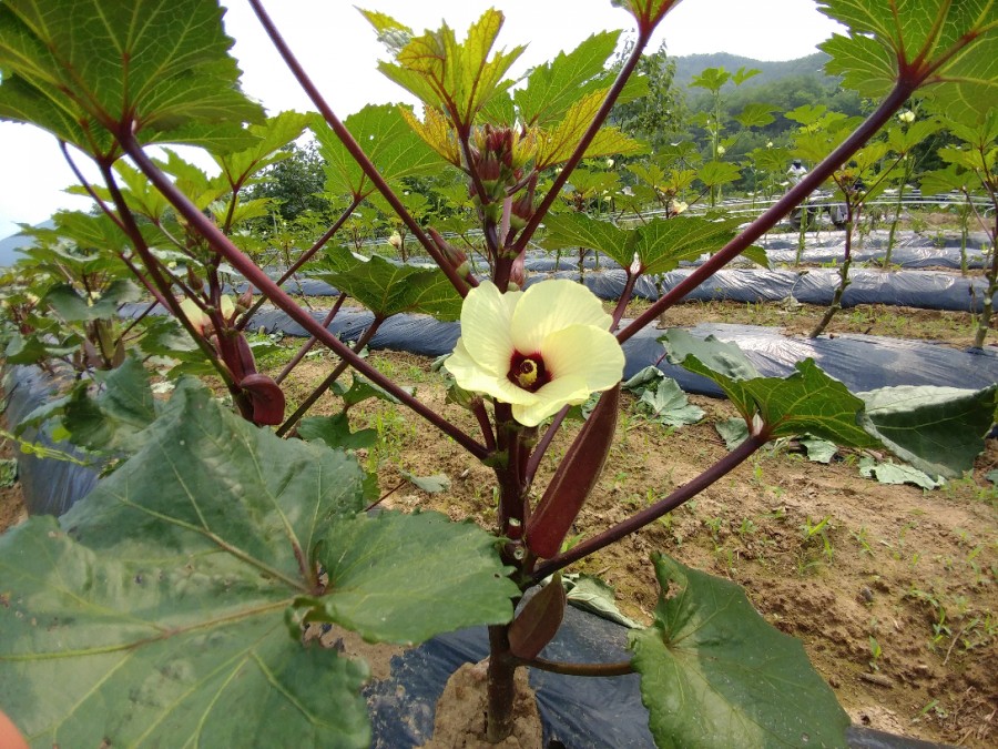 오크라투어 이미지
