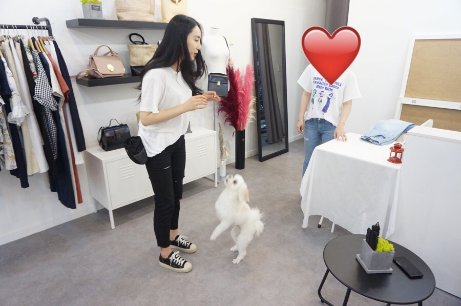 해피독반려견방문교육 이미지