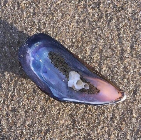 끄레 이미지