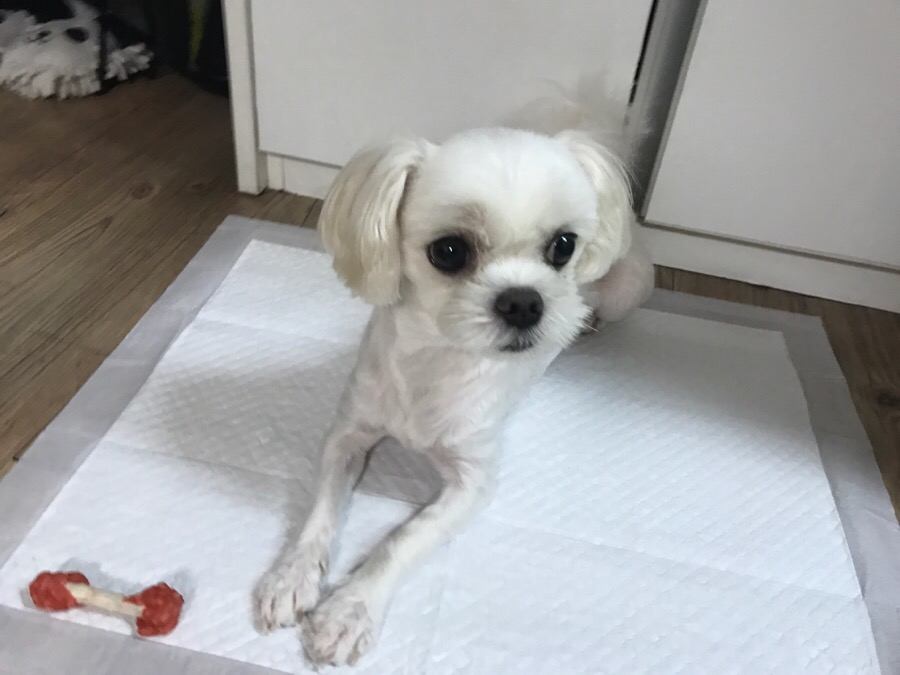 해피독반려견방문교육 이미지