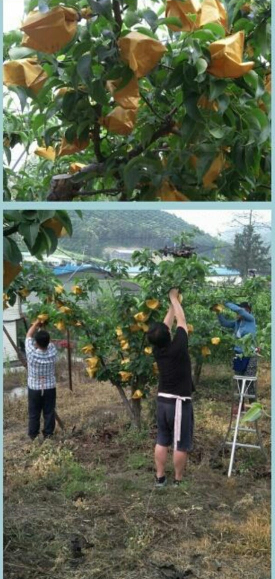 고향송어닭집 이미지