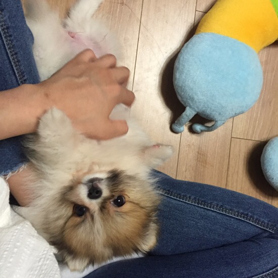 호두마루 이미지