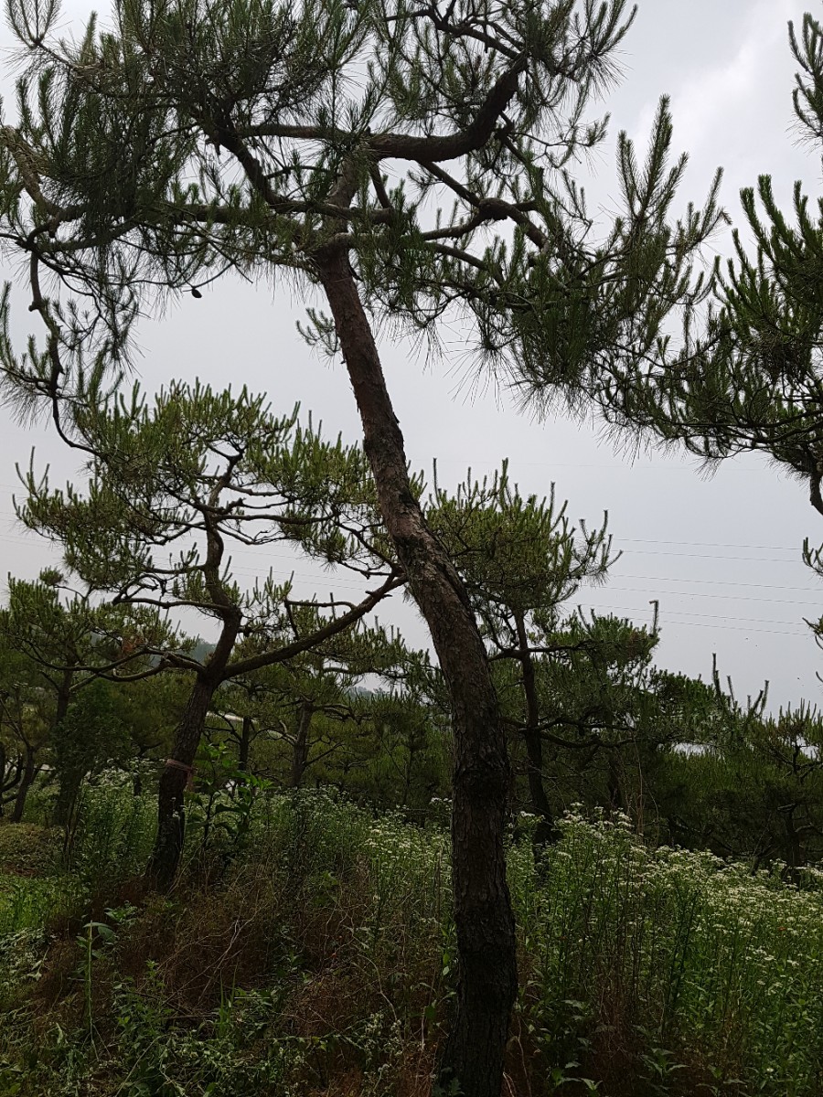 금마조경 이미지