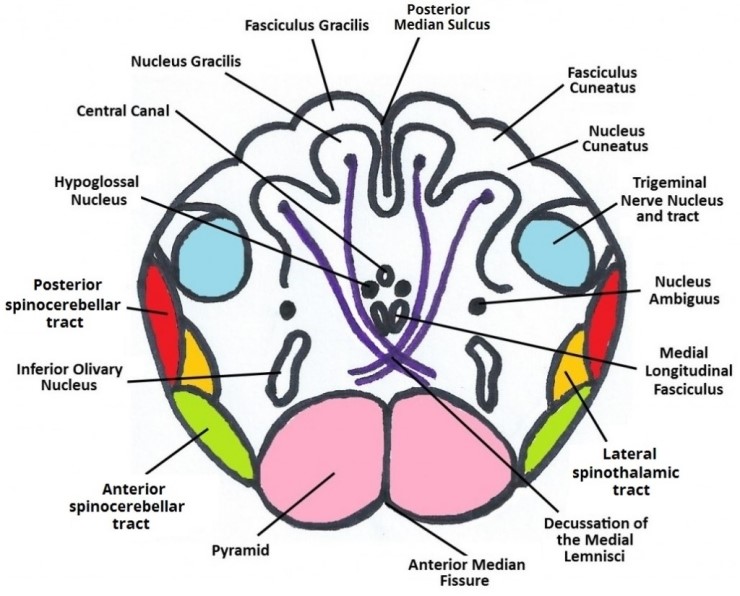 [신경해부학] brain stem medulla oblongata 네이버 블로그