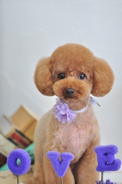 콩이 이미지