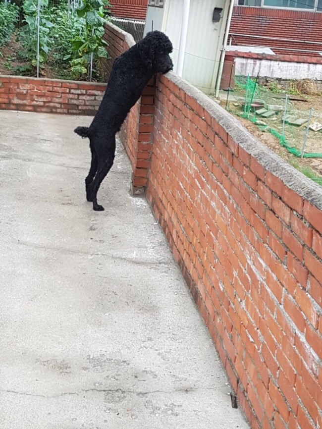 일로스탠다드 이미지
