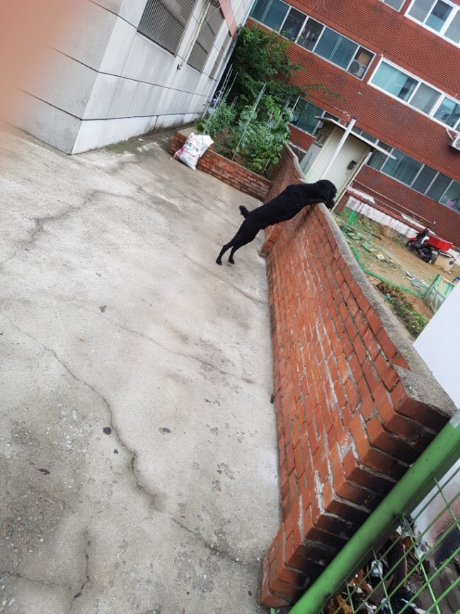 일로스탠다드 이미지