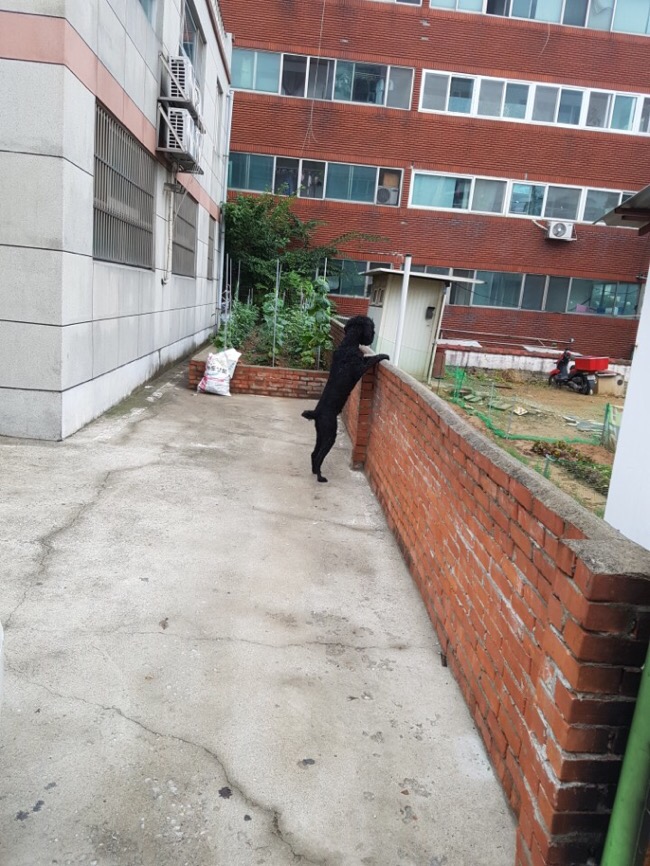 일로스탠다드 이미지