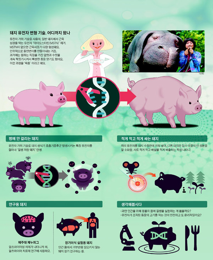 돼지수퍼 이미지