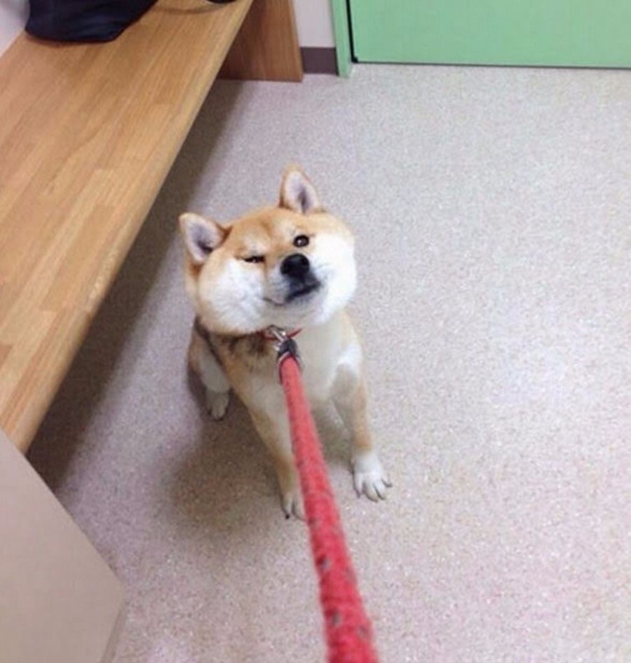 고집 이미지