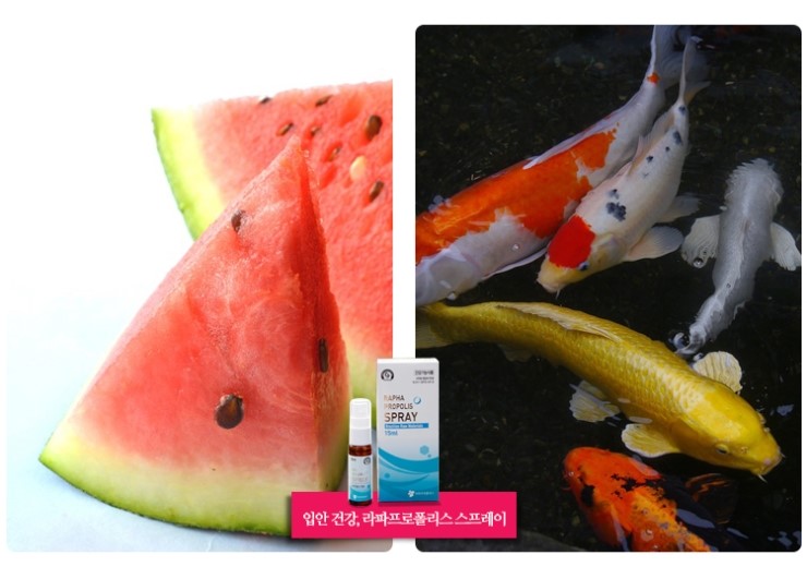 사람과 기(氣) 식품 이미지