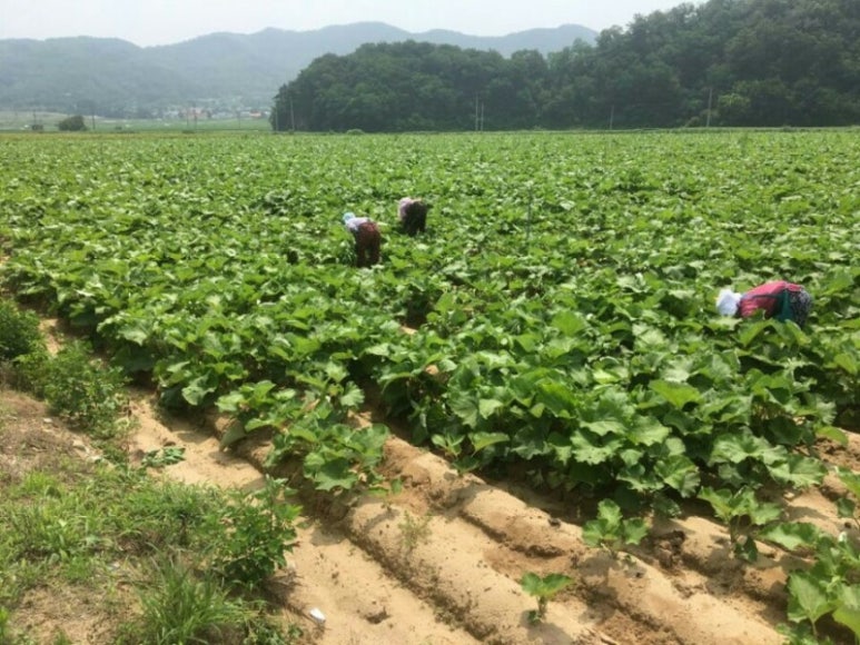크랩수산 이미지